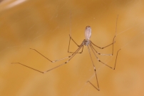 Le Pholque phalangide. Une femelle (Araneae - Pholcidae - Pholcus phalangioides)